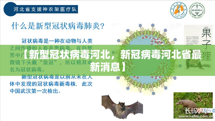 【新型冠状病毒河北，新冠病毒河北省最新消息】