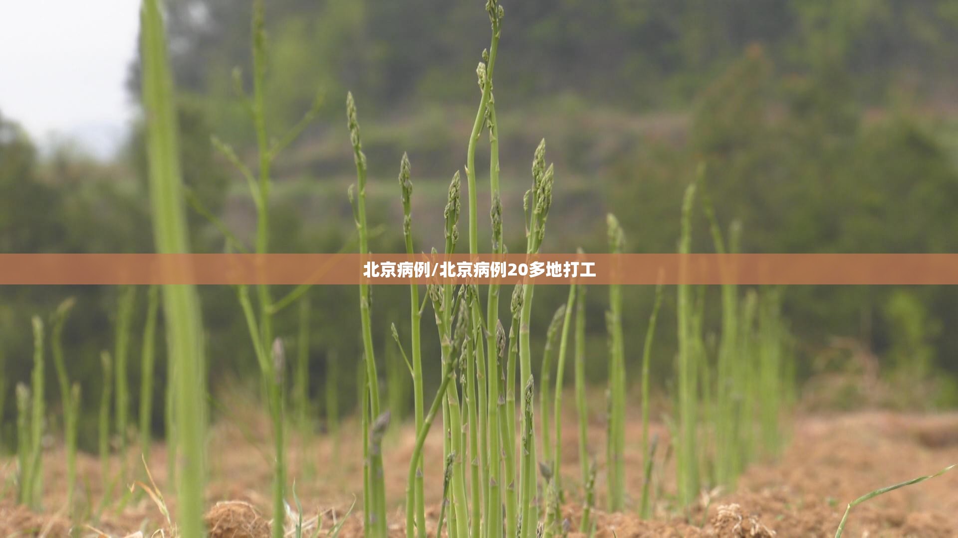北京病例/北京病例20多地打工