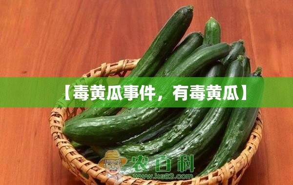 【毒黄瓜事件，有毒黄瓜】