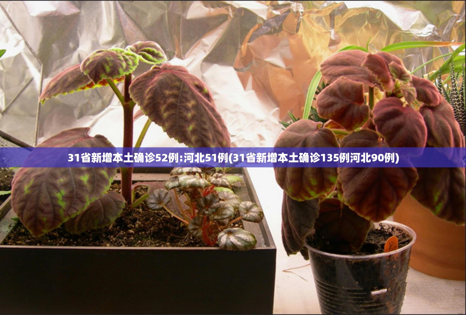 31省新增本土确诊52例:河北51例(31省新增本土确诊135例河北90例)