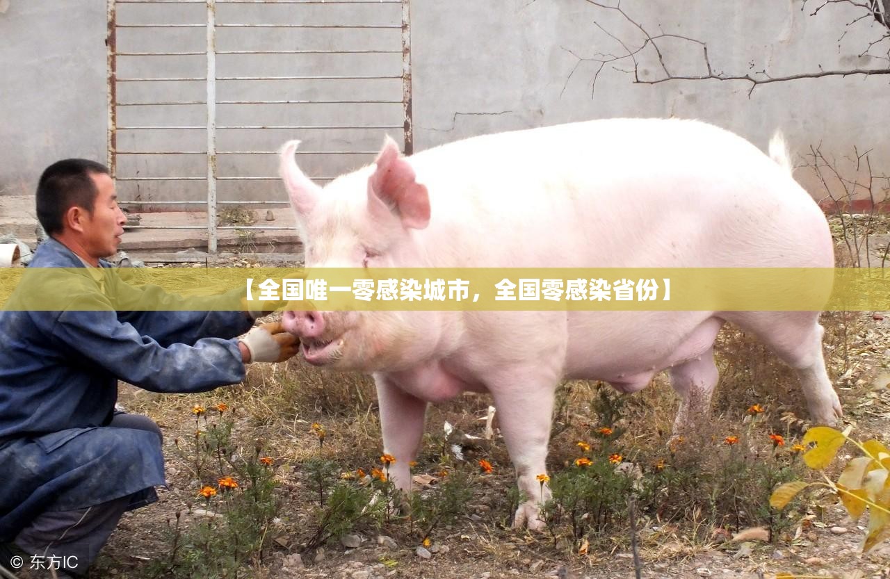 【全国唯一零感染城市，全国零感染省份】