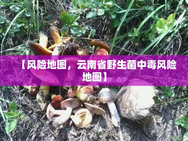【风险地图，云南省野生菌中毒风险地图】