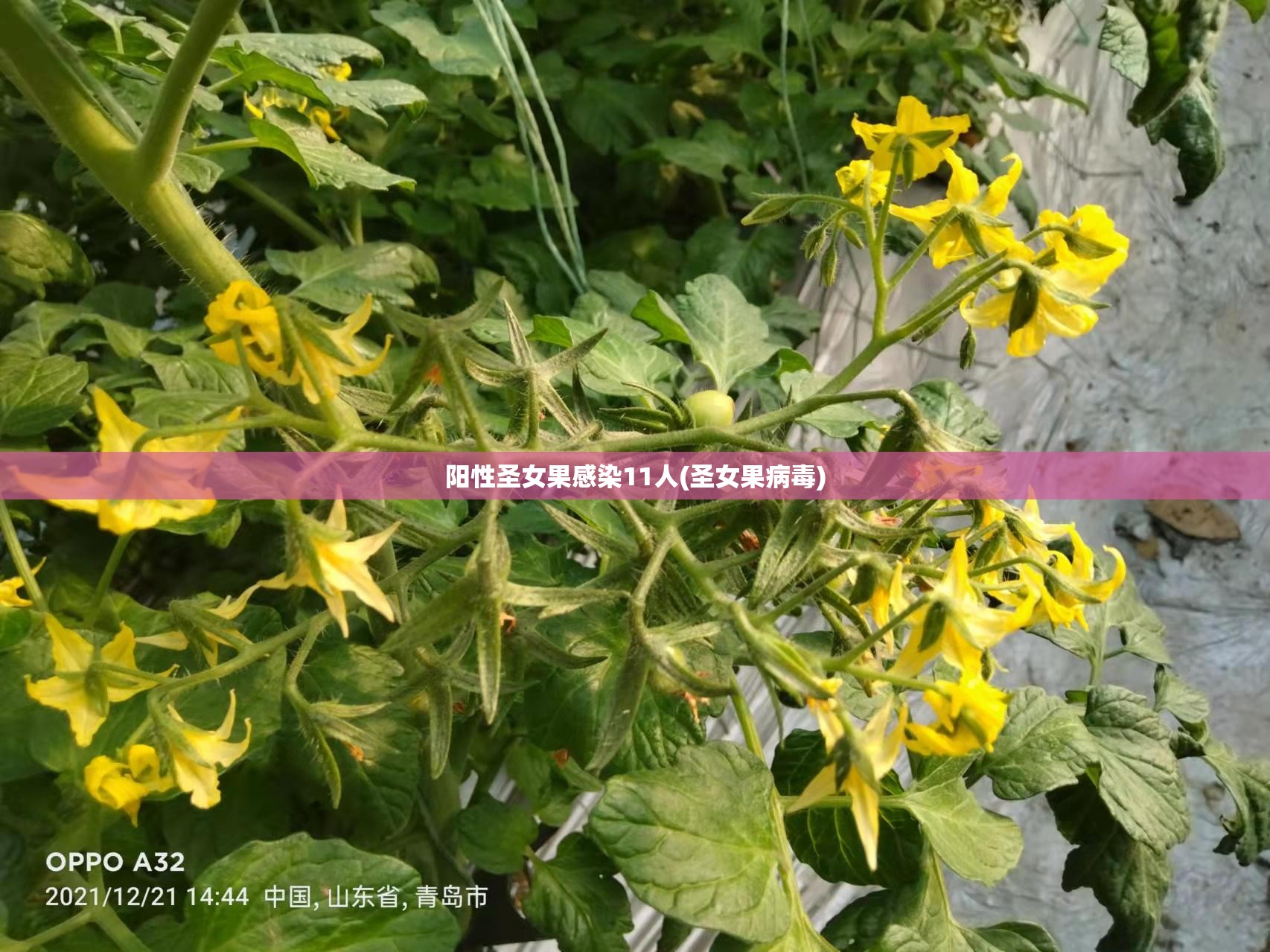 阳性圣女果感染11人(圣女果病毒)