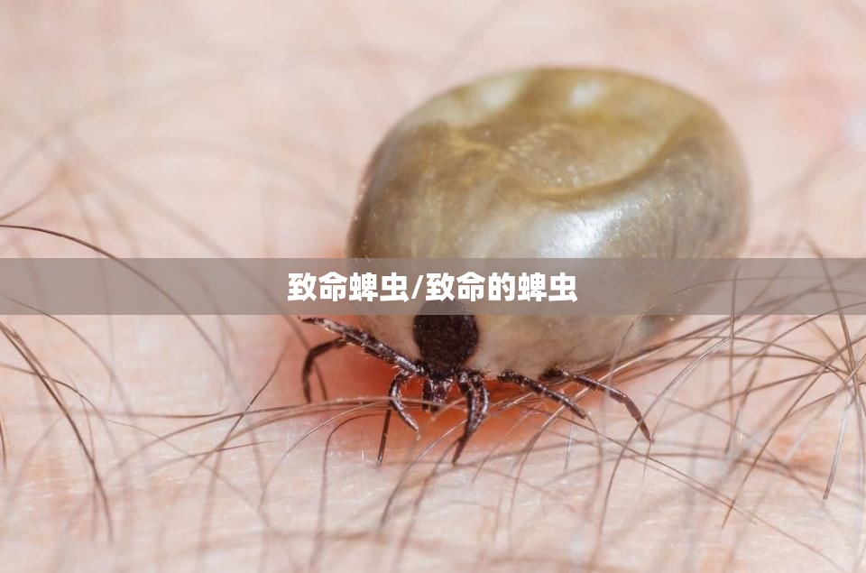 致命蜱虫/致命的蜱虫