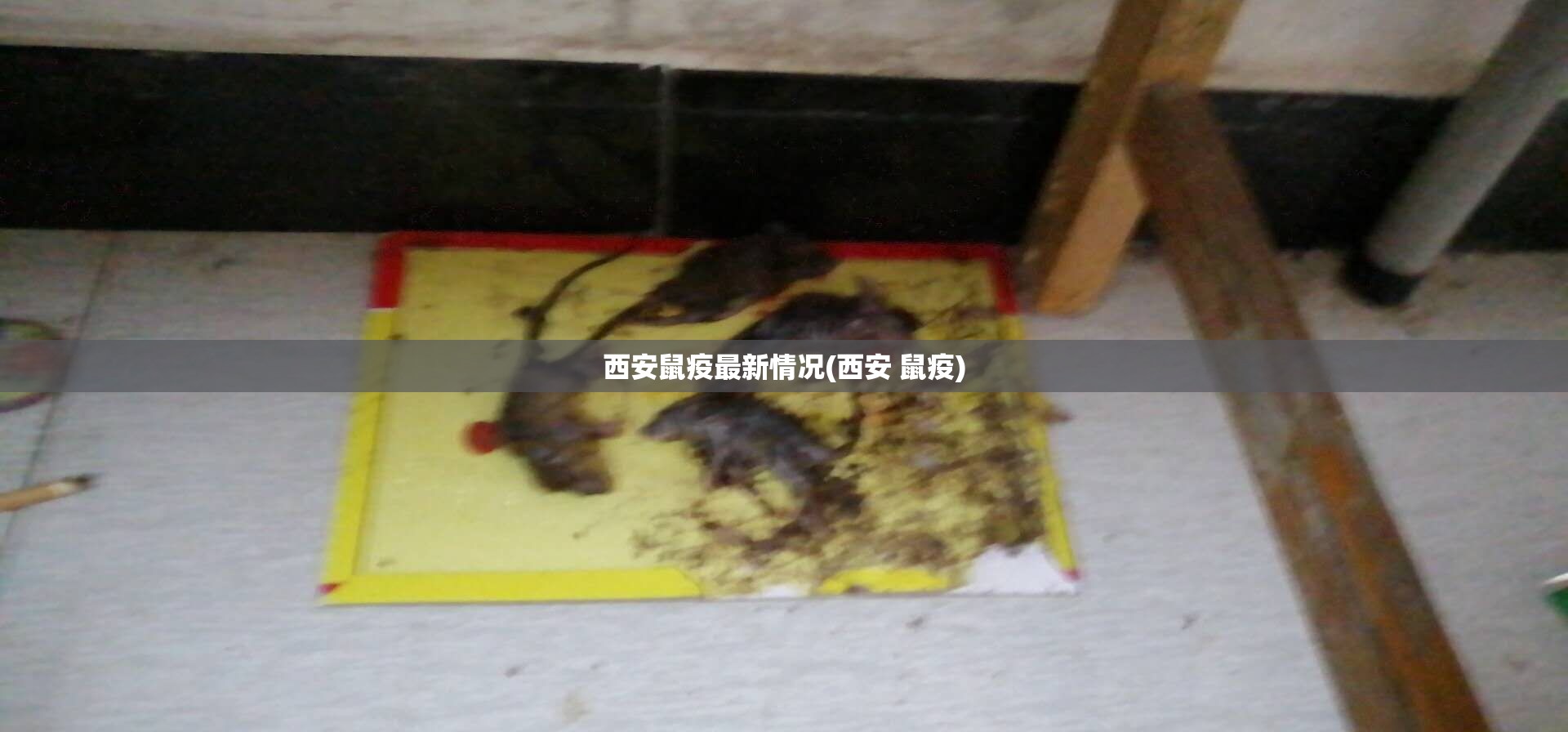 西安鼠疫最新情况(西安 鼠疫)